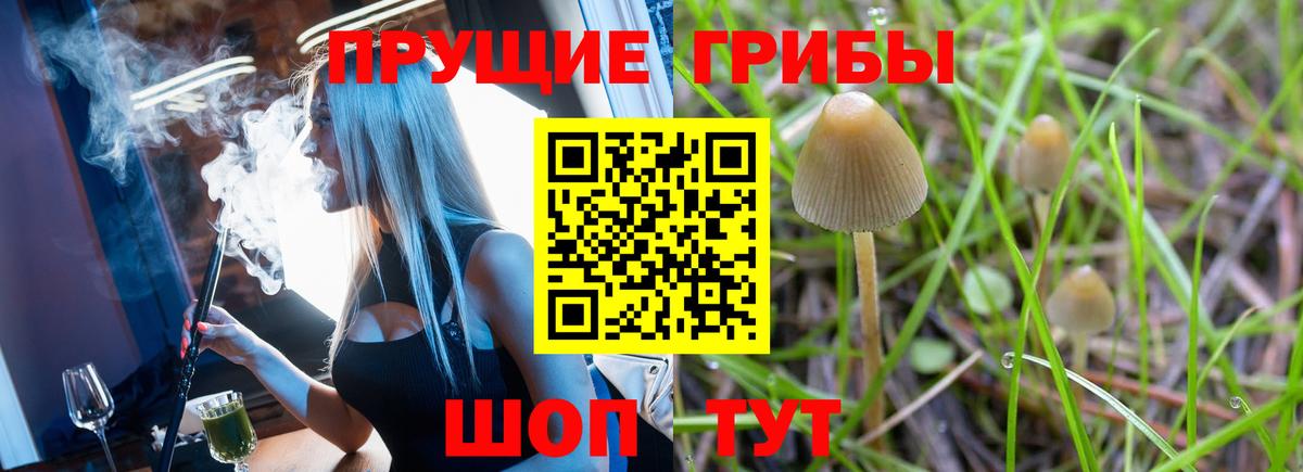 Галлюциногенные грибы Psilocybine cubensis Соль-Илецк